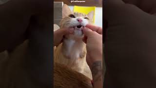 Orange Cat does not like vitamins!! 😾