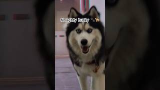 Naughty Husky 🐾 || Dog lover’s || funny time|| unique abbayi telugu