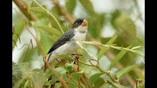 🐦🌴 Chorão Canto 🌴🐦 - Gravado no Criatório