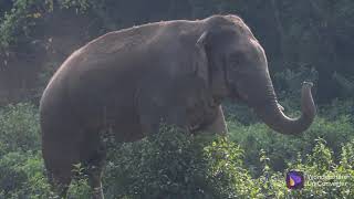 বুনো হাতি বাংলাদেশের হাতি  Asian Elephant |বন্য হাতি||