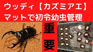 採卵・採虫したばかりのウッディ【カズミアエ】の卵と幼虫管理方法！！