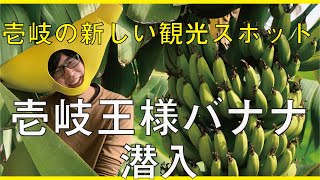 ヒカキンさんも食べた人気急上昇の無農薬「モンゲバナナ」のバナナハウスを潜入　壱岐の島グルメが新登場‼︎ 　ハウスを作る皮ごと食べれる　収穫まであと少し壱岐のお土産　無添加オーガニックブランドバナナ