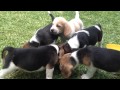 CACHORROS BEAGLE