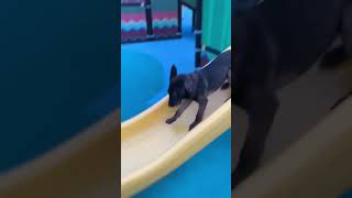 [캐시네] 마리노이즈 어린이 마루 미끄럼틀 타기  Baby Malinois Maru enjoys sliding #shorts