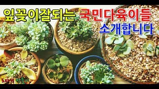 다육이 잎꽂이 잘되는종류Succulent plant leaves