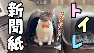 【猫多頭飼い】我が家の猫トイレ事情！猫砂？いいえ、新聞紙です。