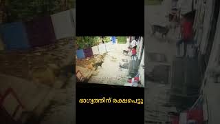 Kannur Dog attack today .#dog #kannur #new #2023 #viral