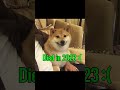 famous dog memes then vs now memes meme dogmemes