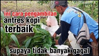 cara memilih bibit antres kopi terbaik supaya buah nya lebat dan pertumbuhan nya cepat