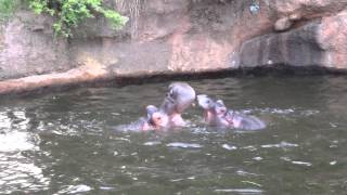 王子動物園　カバのナミコと出目太　２０１３年８月１５日