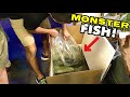 FISH STORE GETS MASSIVE MONSTER FISH FOR AQUARIUM!