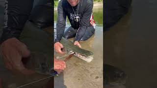 Micro Hook vs Giant Fish