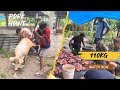 Pork hunt in Nepali style || 110 kg pork❤️