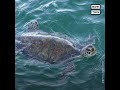 rehabilitated sea turtles return to gulf from freezing texas