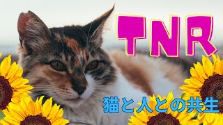 猫と人との共生 TNR