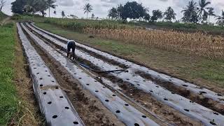 Simple Irrigation Trick Every Farmer Should Know! - Agriculture Farming