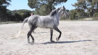 Fado   Pure bred Lusitano