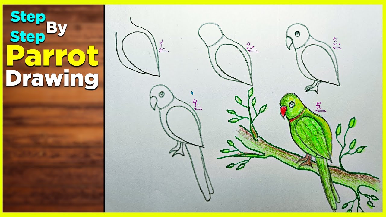 Parrot Picture Drawing Easy Step By Step Infoupdate Org