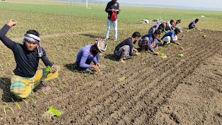 #পেঁয়াজের চারা রোপণ পদ্ধতি। Method of Planting onion seedlings.(part-12)