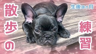 【フレンチブルドッグ】Vol.20　生後3ヶ月　ハーネスをつけて散歩の練習　日光浴もしたよ【French bulldog puppy】Exercise of the walk