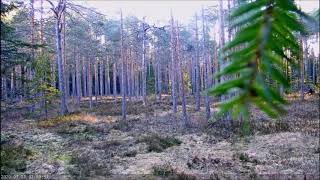 Metsis Estonia  2020 03 21 Capercaillie flew straight to the camera 7:50