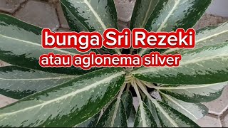 review tanaman hias bunga Sri Rejeki atau aglonema silver