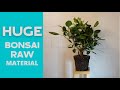 300$ Bonsai Raw Material | Unpacking this BIG BOY