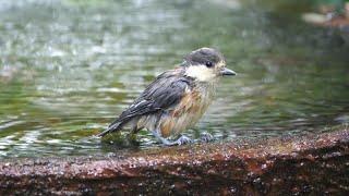 権現山バードサンクチュアリのヤマガラ（幼鳥）のぎこちない水浴び　その３４（4K60P動画）