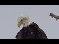 impressive close ups of bald eagle in wilderness 8k ultra hd