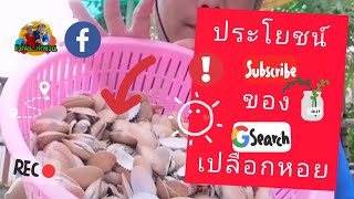 ประโยชน์​ของเปลือกหอยกับต้นไม้