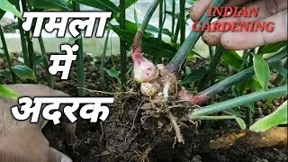 गमला में अदरक कैसे उगाये (Part-2) how to grow ginger in pot