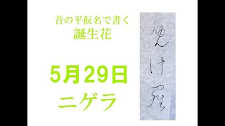 ニゲラ　５月２９日誕生花　ー児計羅ー　かな書道