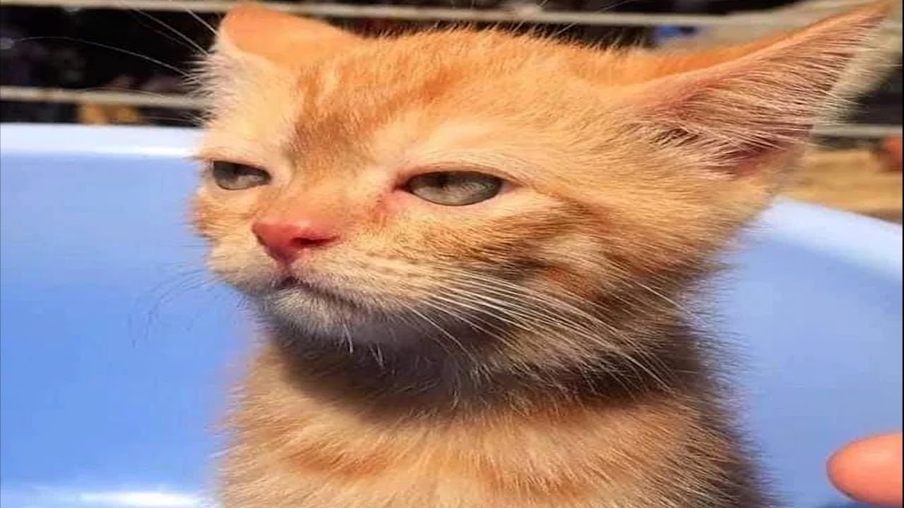 Funny Cat Memes Compilation Of 2022 Part 75 Cat World News