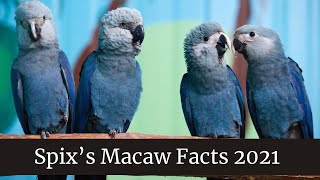 Spix’s Macaw Facts 2021 || Spix's Macaw diet  || Blue Spix Macaw pet