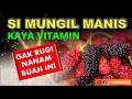 Buah Ajaib yang Bikin Sehat! Inilah Alasan Mengapa Kamu Harus Mencoba Buah Murbei