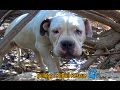 Scared homeless Bulldog / PitBull living in the bushes alone until Hope For Paws arrived! #senior