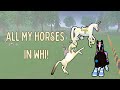 All of my horses in wild horse islands! (Read desc)