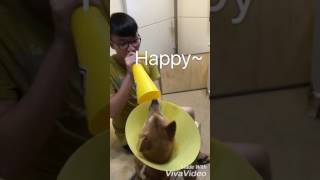 超級棒球迷！把加油棒直接穿在身上！【柴犬 我是Happy，她是蜜獎】