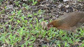 新加坡野生動物 City In Nature _ Red JungleFowl 红原鸡 _ Sunday 26nov2023 Singapore 8.53am