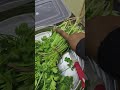 how to keep coriander in fridge 1 month dhaniya patti ko store kaise karen