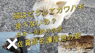 猫はどうしてカワハギ食べないの？「車中泊で北海道～沖縄日本一周釣りの旅」佐賀県名護屋漁港の釣り