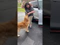 golden picks up his little girl from the bus stop every day the dodo