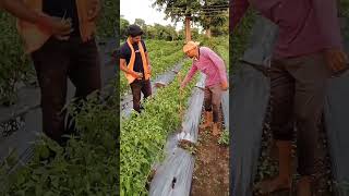 930 Mirchi farming