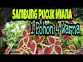 Sambung Pucuk Miana Satu Pohon Empat Warna.