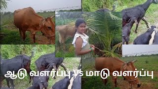 ஆடு வளர்ப்பு Vs  மாடு வளர்ப்பு Goats VS Cows: What's better or more profitable?