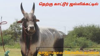 தெற்கு காட்டூர் ஜல்லிக்கட்டில் காஜாமலை கோவில் காளை | Trichy Kattur Jallikattu 2022 | #jallikattu2022