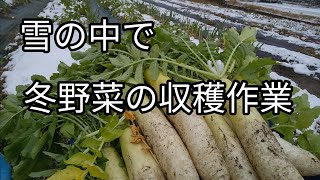 雪の中で冬野菜の収穫作業  【髭サン農家】