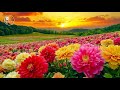 🌸 Relaxing Music for Soul, Stress Relief Music, Gentle Music, Stop Overthinking 🌸