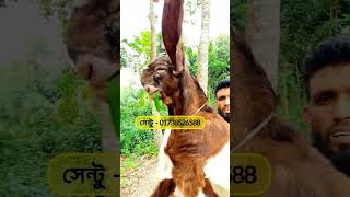 তোতাপুরী ছাগল। #farmbanijjo #goat @FarmBanijjo #তোতাপুরি_ছাগল #totapuri #hariyana #goats #cow #হাট