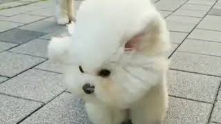 強風に耐える犬がかわいいすぎると話題